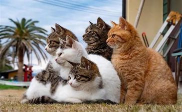 《猫》读后感400字精选7篇