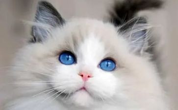 猫与人的作文模板5篇