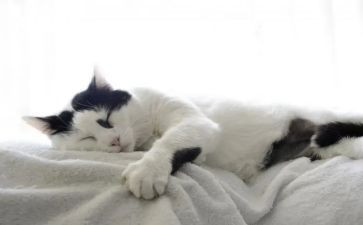 小猫和老鼠小班教案5篇