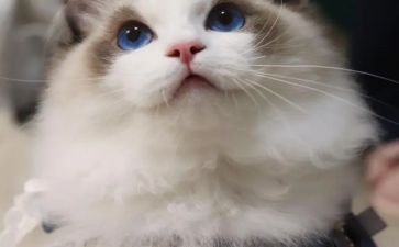《猫》阅读心得7篇