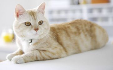 语言猫和鸟的教案5篇