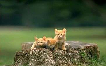 四年级下册《猫》读后感7篇