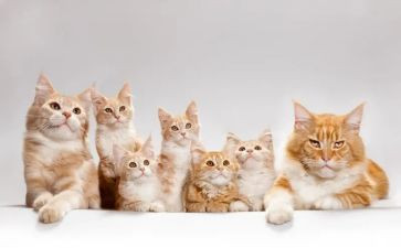 关于猫的知识演讲稿8篇