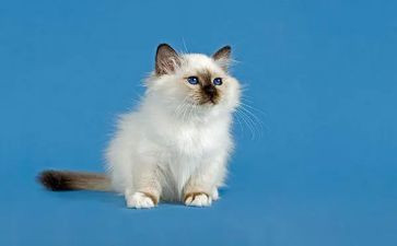 作文写大熊猫优秀作文推荐8篇