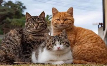 我是一只猫作文想象作文6篇