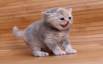 关于猫的活动方案参考6篇