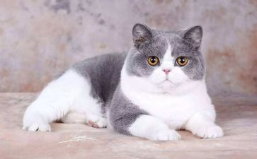 我与我猫作文通用6篇