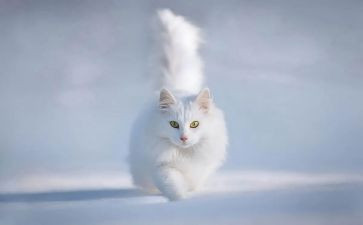 体育游戏猫捉老鼠教案7篇