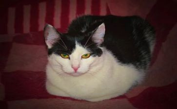 写熊猫作文300字8篇