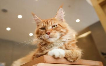 大班《小猫钓鱼》教案8篇