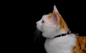 朝花夕拾猫和狗读后感参考7篇