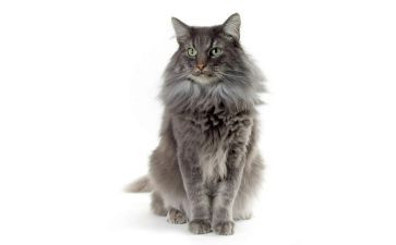 语言猫和鸟的教案推荐6篇