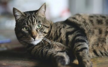 猫和老鼠幼儿园教案6篇