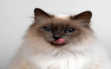 阅读猫的作文推荐7篇