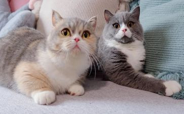小黑猫的作文7篇