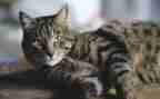 写黑猫的作文7篇