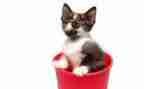 《猫》读后感400字通用7篇