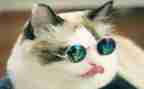 《猫》读后感400字推荐6篇