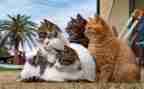 《猫》读后感400字精选7篇