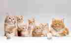 关于猫的知识演讲稿8篇