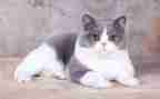 我与我猫作文通用6篇