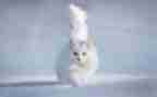 幼儿小班小猫钓鱼教案5篇