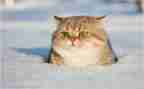 小狗的小房子的猫读后感通用8篇