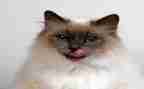 《猫》读后感400字5篇