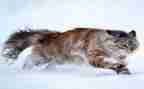 猫的教案优秀教学反思7篇