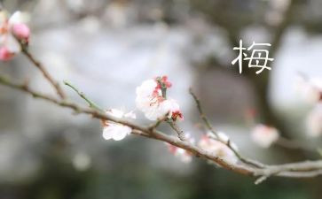 张桂梅事迹材料6篇