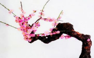 观看桂梅老师心得体会8篇