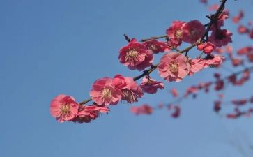 梅为题的演讲稿模板7篇