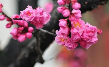 读《梅花魂》读后感6篇
