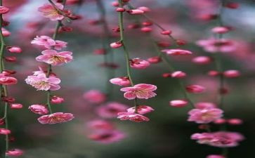 观梅花作文500字7篇