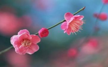 《梅花》教案8篇