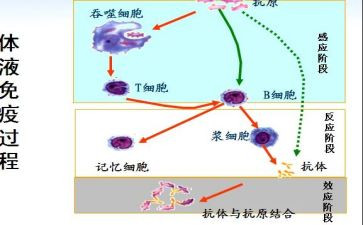免疫的心得体会7篇