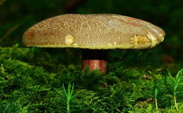 采蘑菇活动教案7篇