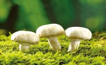 采蘑菇的教案推荐8篇