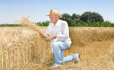 农夫和树的读后感最新6篇