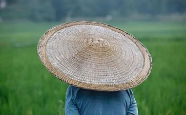 农夫和树的读后感5篇