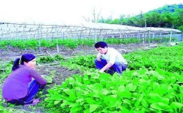 村农技员工作总结范文5篇