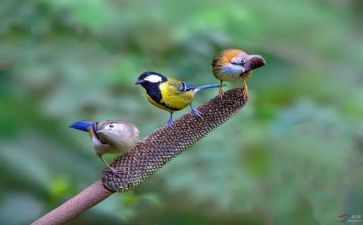 期盼...作文模板5篇