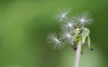 描写蒲公英的小作文模板7篇