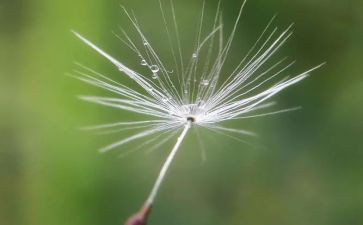 蒲公英蒲公英作文5篇