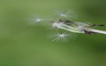 蒲公英蒲公英作文300字7篇