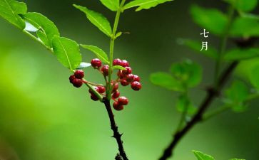 七月份保育工作计划6篇