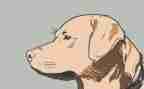 军犬黑子读后感推荐5篇