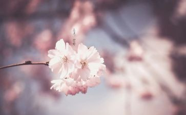 三月幼儿小班工作计划5篇