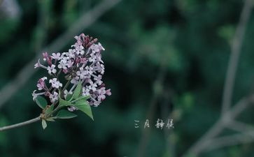 三月学雷锋心得体会6篇