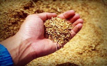 世界粮食日的活动总结8篇